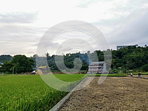 Prepare a burning at the rice fields