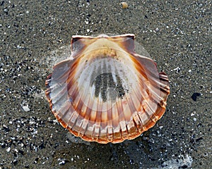 One half of a scallop shell washed up on a beach, Motueka, New Zealand