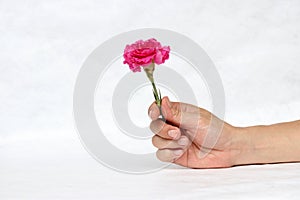 One hand with deep pink flower with white background.