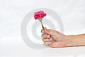 One hand with deep pink flower with white background. The concept of give.