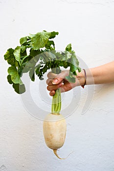 One hand holds a bunch of elongated white turnips photo