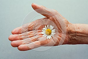 One hand of an old woman holding daisy flower. The concept of longevity. Seniors day.