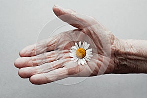 One hand of an old woman holding daisy flower. The concept of longevity. Seniors day. National Grandparents Day.