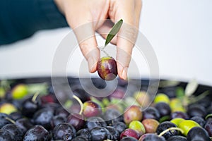 One hand takes in the hands of the olives that have just fallen from the tree for the production of extra virgin olive oil produce