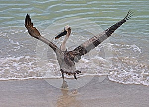 One happy Pelican!