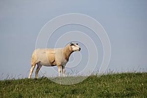 One happy white sheep at the seadike in the sun