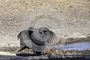 One Helmeted Guinea Fowl ner water in South Africa