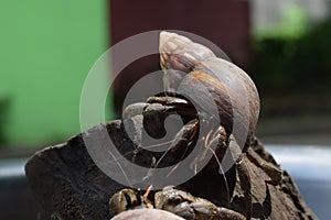 1 one hermit crab found its way home at black Japanese snail shell