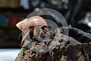 1 one hermit crab found its way home at black Japanese snail shell