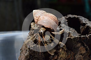 1 one hermit crab found its way home at black Japanese snail shell