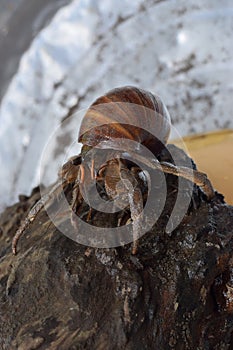 1 one hermit crab found its way home at black Japanese snail shell