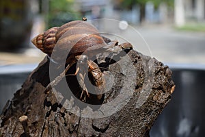 1 one hermit crab found its way home at black Japanese snail shell