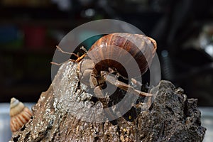 1 one hermit crab found its way home at black Japanese snail shell