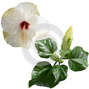 One hibiscus flower flowers or Chinese rose, Hawaiian flowers, flowers with green leaves isolated on white background hibiscus Bud