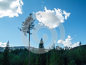 One high birch tree standing alone above many treetops of fir with mountains in far distance