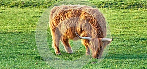 One highland cattle grazing in a field in the morning. A brown farm animal standing in a meadow while eating fresh green