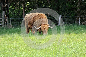 One Highland Cow on a Field