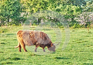 One highland cow grazing in a field in the morning. A brown farm animal or mammal eating green grass in a fresh heather