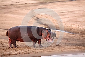 One Hippo Hippopotamus amphibius on the sand close to the river