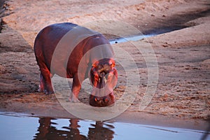 One Hippo Hippopotamus amphibius on the sand close to the river