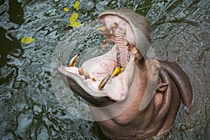 One Hippo widely opened mouth, feeding hippopotamus closeup