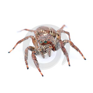 one home spider isolated on white