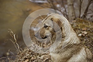 one homeless dog with a chip with a number in his ear. stray animals, care, loneliness. dog outside in park lonely animal no home