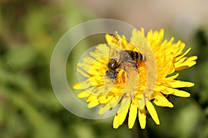 One honey bee is sitting on a dandelion