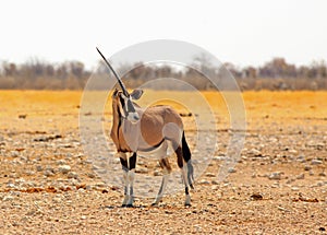 One horned Gemsbok Oryx