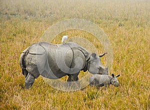 One Horned Rhino at Kaziranga National Park with her one week old calf photo