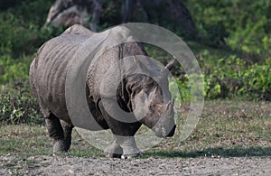 One-horned Rhino near a salt pit