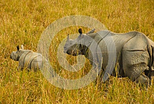 One Horned Rhino at Pobitora Wildlife Sanctuary with 1 month old calf .During morning elephant safari .Highest density of Rhinos.