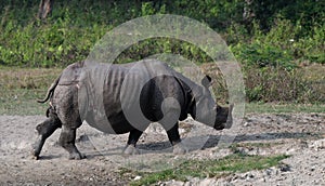 One-horned Rhino retreating