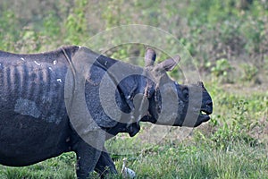 One-horned Rhino a unique mammal