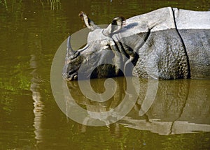 One horned Rhinoceros 