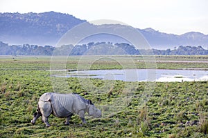 One horned rhinoceros