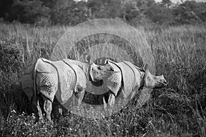 One horned rhinoceros