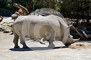 One horned Rhinoceros in Auckland Zoo