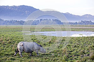 One horned rhinoceros photo