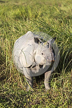 One horned rhinoceros