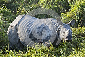 One horned rhinoceros