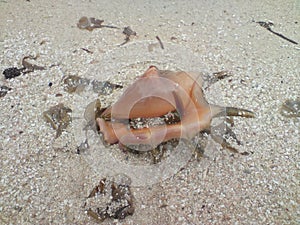 One horned shell with bulging eyes on the white beach