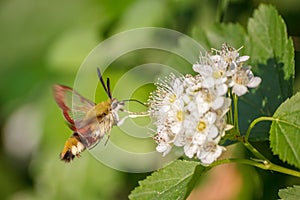 One hornworm moth-hawk in flight over the flower