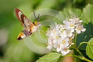 One hornworm moth-hawk in flight over the flower