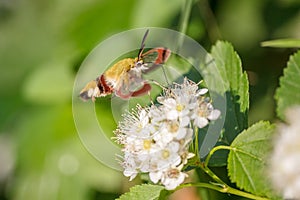 One hornworm moth-hawk in flight over the flower