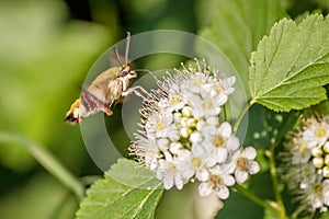 One hornworm moth-hawk in flight over the flower