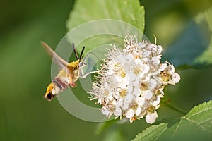 One hornworm moth-hawk in flight over the flower