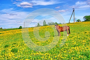 One horse grazes on meadow