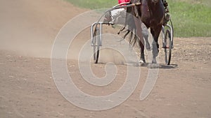 One Horse Harnessed to Sport Cart Run with Dust. Slow Motion