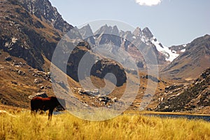 One horse in the middle of fields